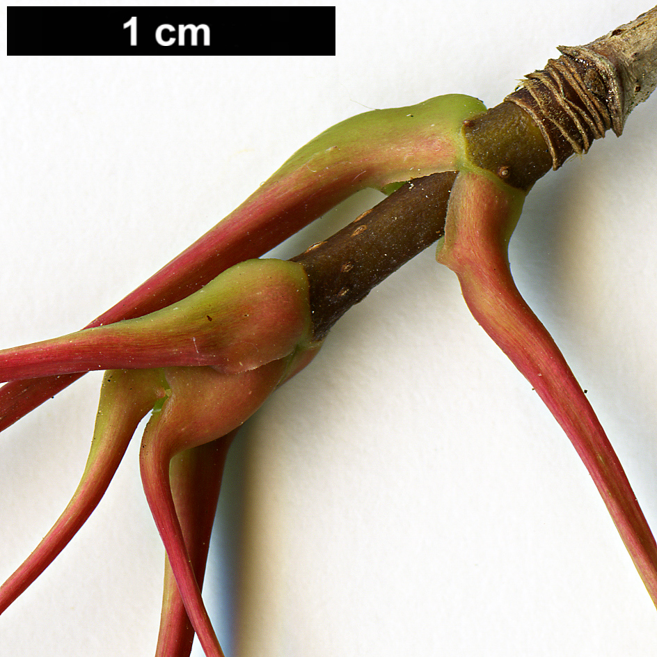 High resolution image: Family: Sapindaceae - Genus: Acer - Taxon: pictum - SpeciesSub: subsp. macropterum